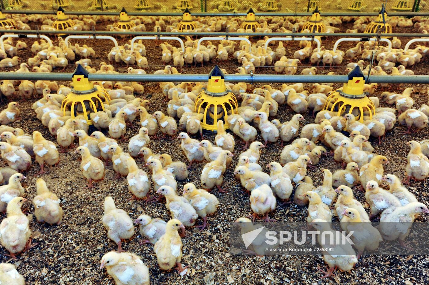 Nagaybaksky poultry complex in Chelyabinsk region