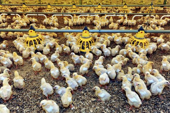 Nagaybaksky poultry complex in Chelyabinsk region