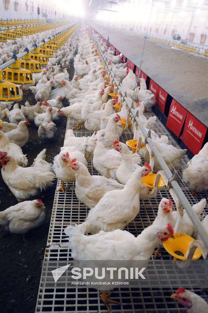 Nagaybaksky poultry complex in Chelyabinsk region