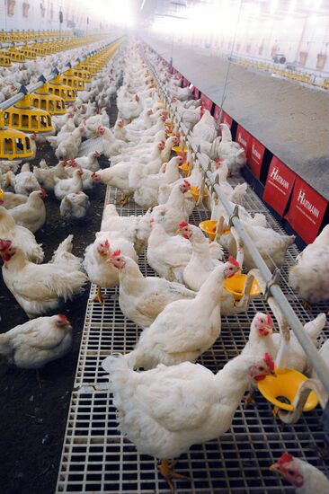 Nagaybaksky poultry complex in Chelyabinsk region