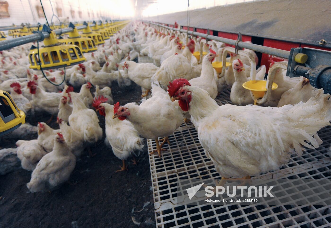 The Nagaibaksky poultry-breeding facility in the Chelyabinsk Region