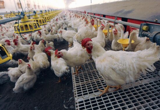 The Nagaibaksky poultry-breeding facility in the Chelyabinsk Region