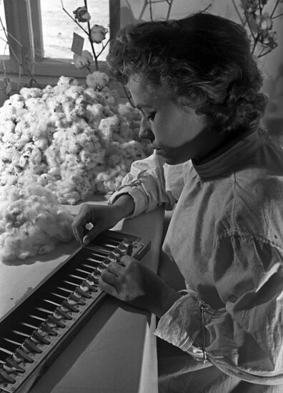 Cotton farm