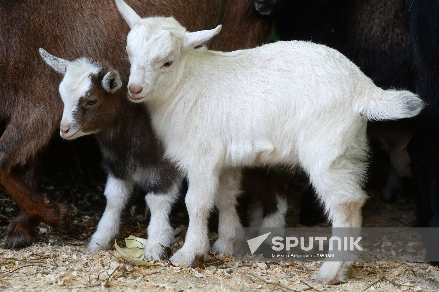 Five Cameroon kids were born in Kazan Zoo