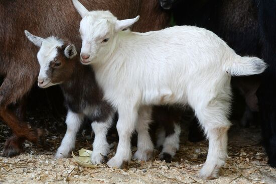 Five Cameroon kids were born in Kazan Zoo