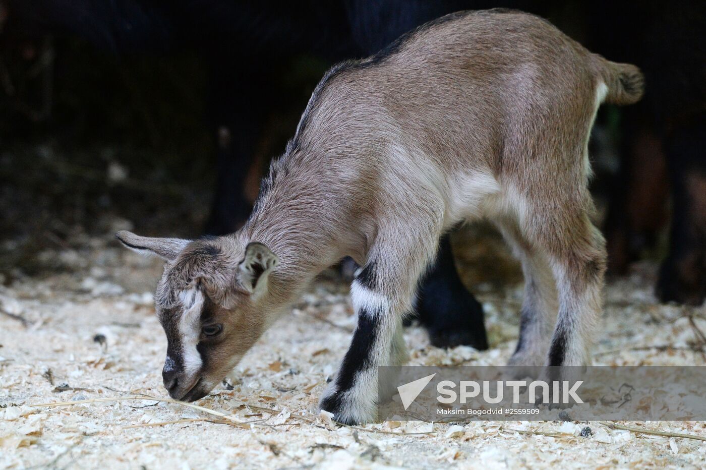 Five Cameroon kids were born in Kazan Zoo