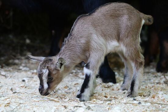 Five Cameroon kids were born in Kazan Zoo
