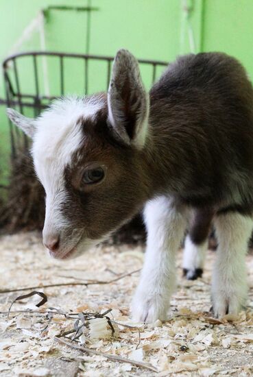 Five Cameroon kids were born in Kazan Zoo