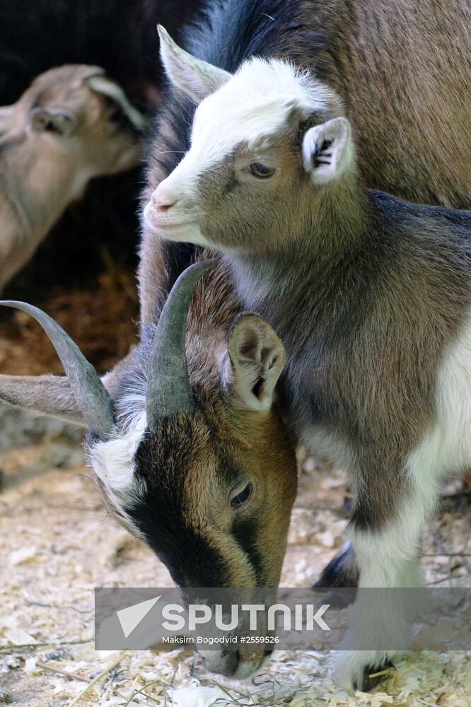 Five Cameroon kids were born in Kazan Zoo