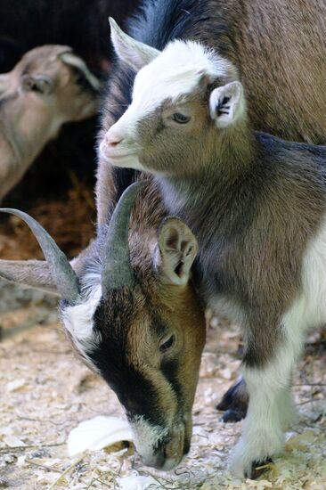 Five Cameroon kids were born in Kazan Zoo