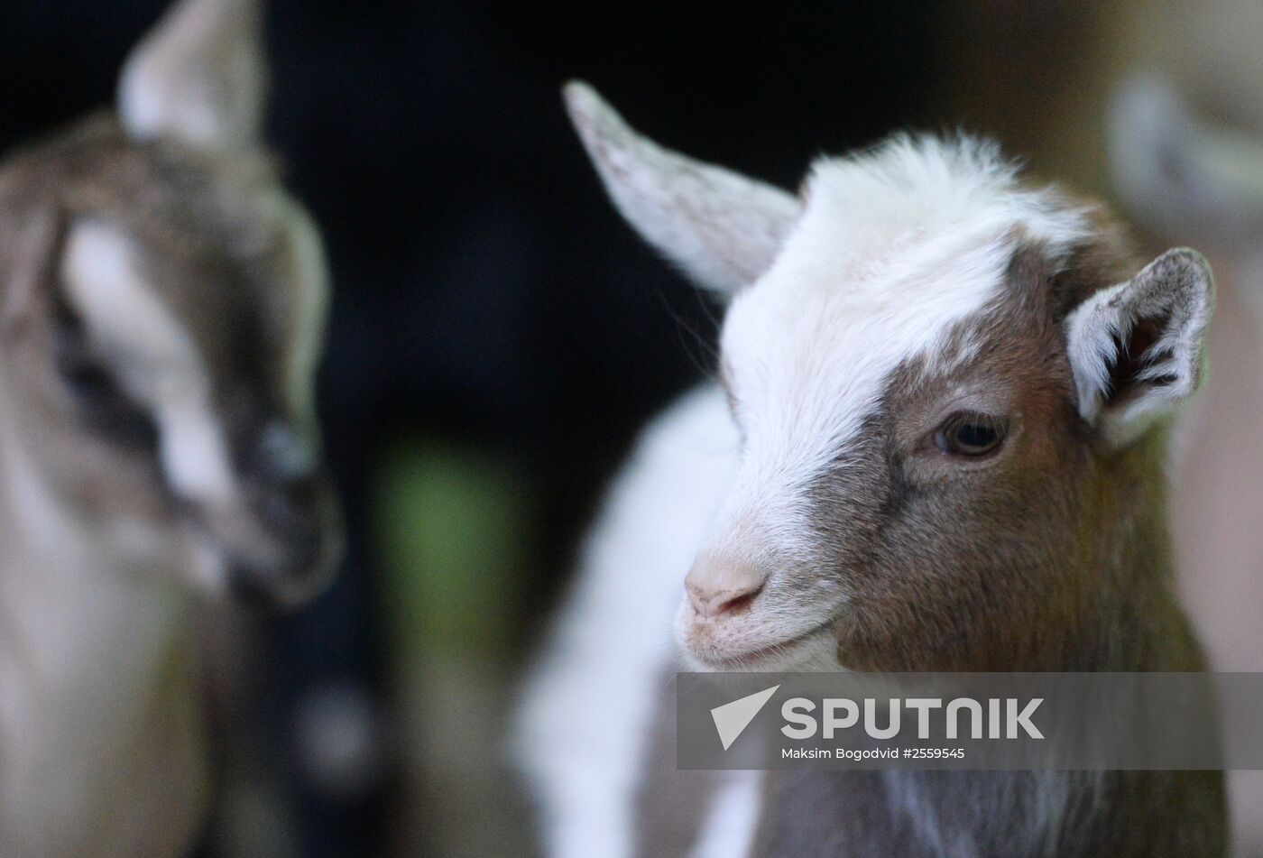 Five Cameroon kids were born in Kazan Zoo