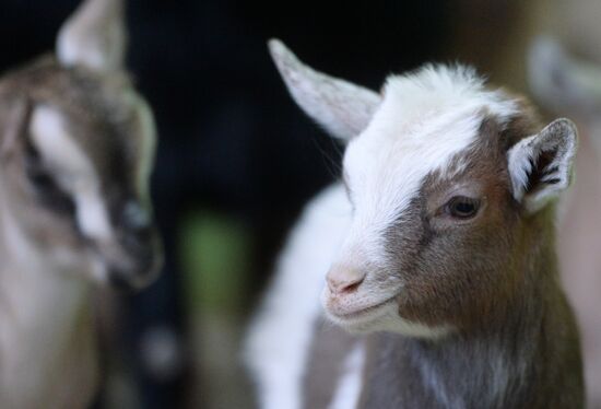 Five Cameroon kids were born in Kazan Zoo