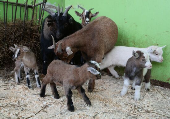 Five Cameroon kids were born in Kazan Zoo