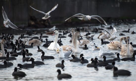Russian regions. Crimea