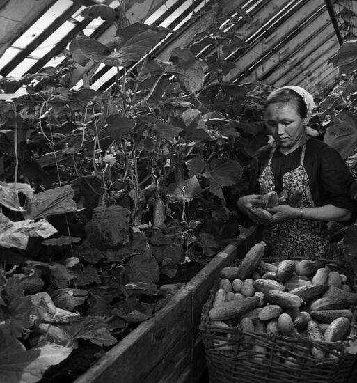 Greenhouse in Norilsk