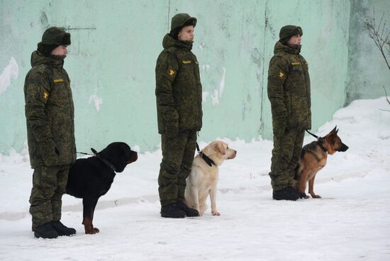 Military cynologists' training sessions