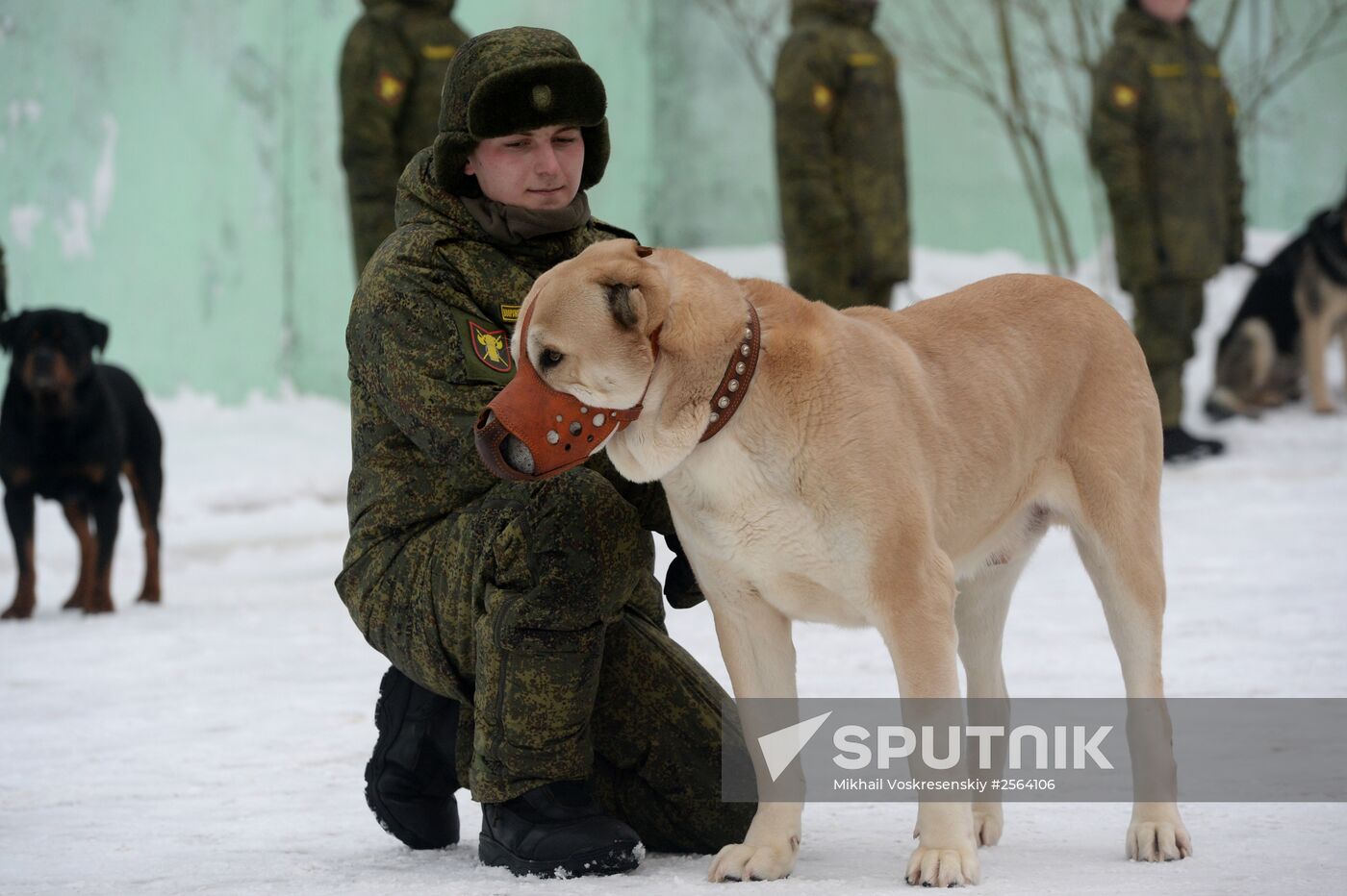 Military cynologists' training sessions