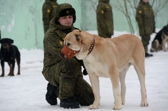 Military cynologists' training sessions