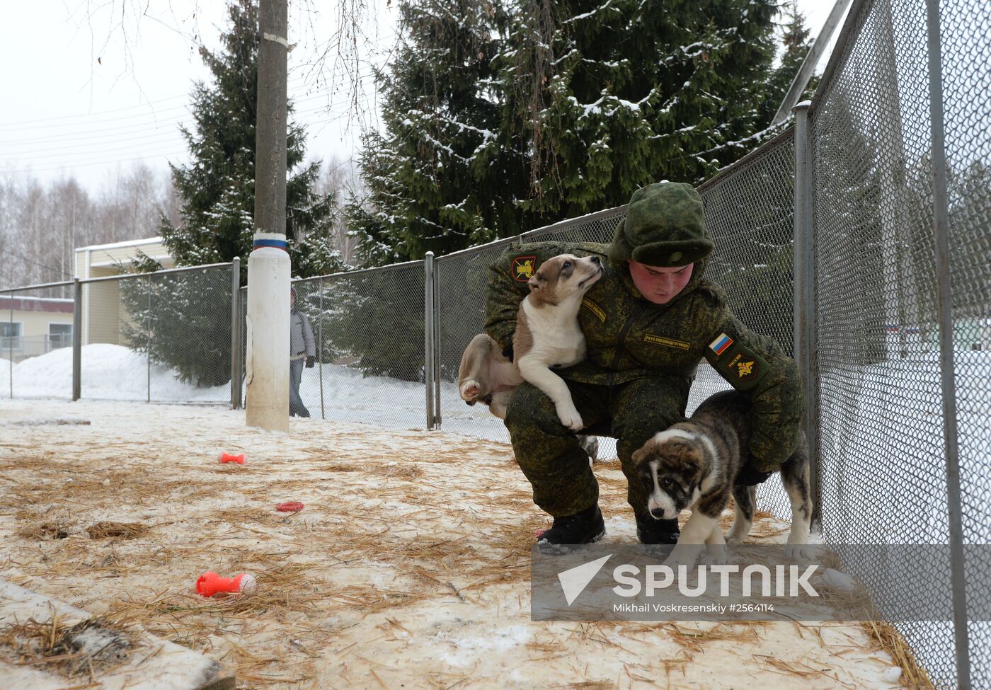 Military cynologists' training sessions