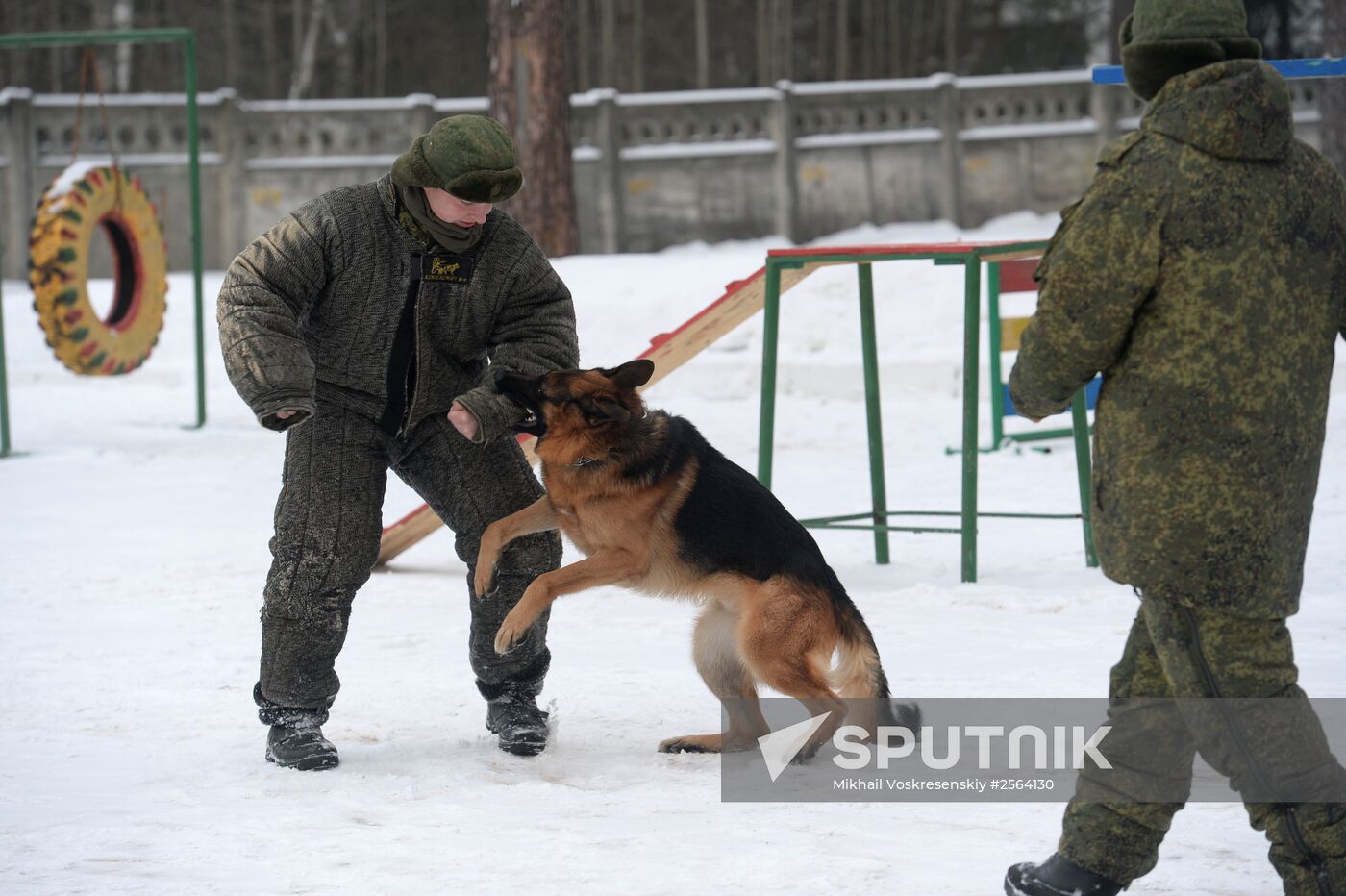 Military cynologists' training sessions