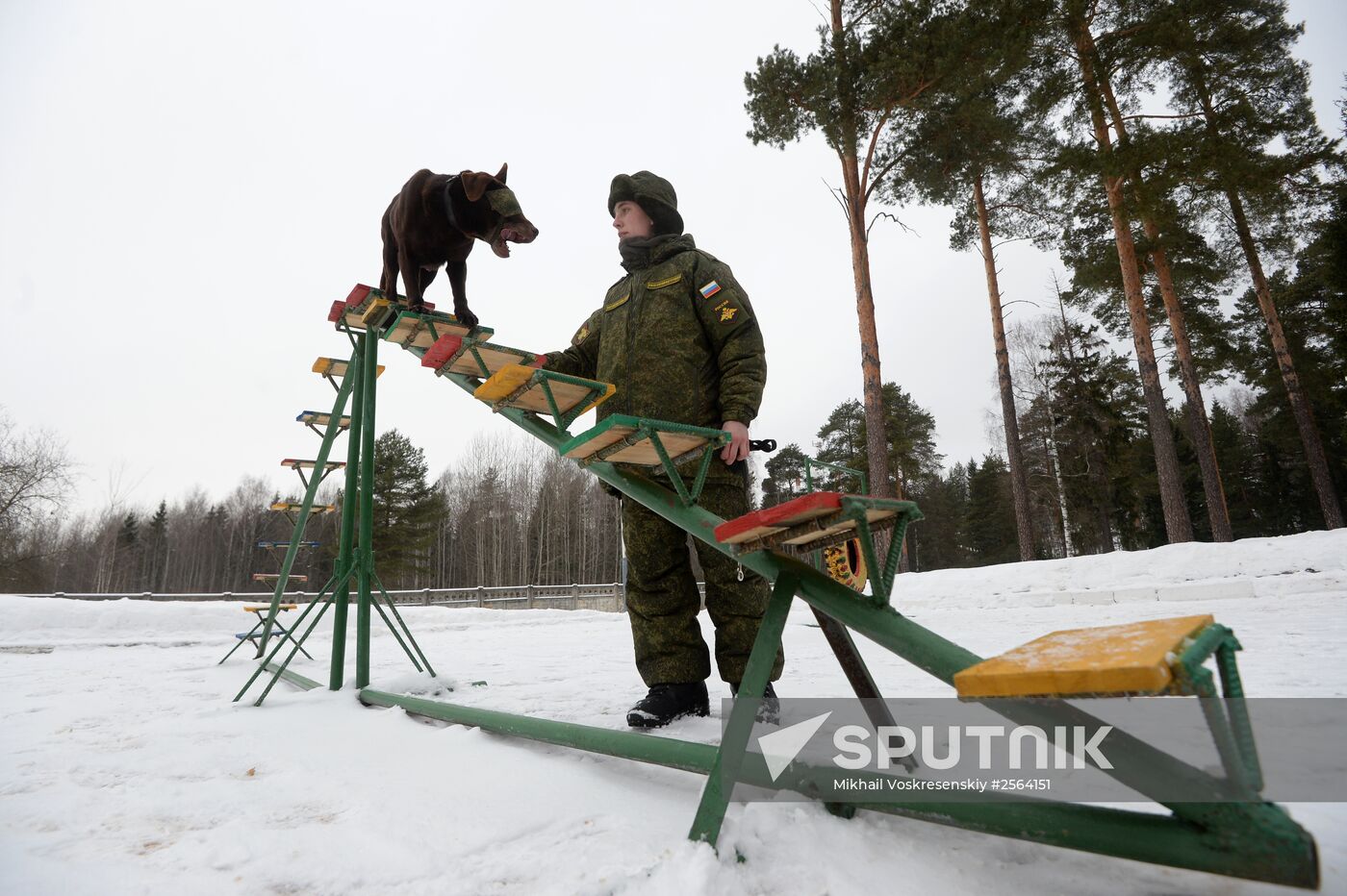 Military cynologists' training sessions