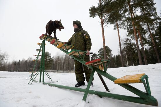 Military cynologists' training sessions