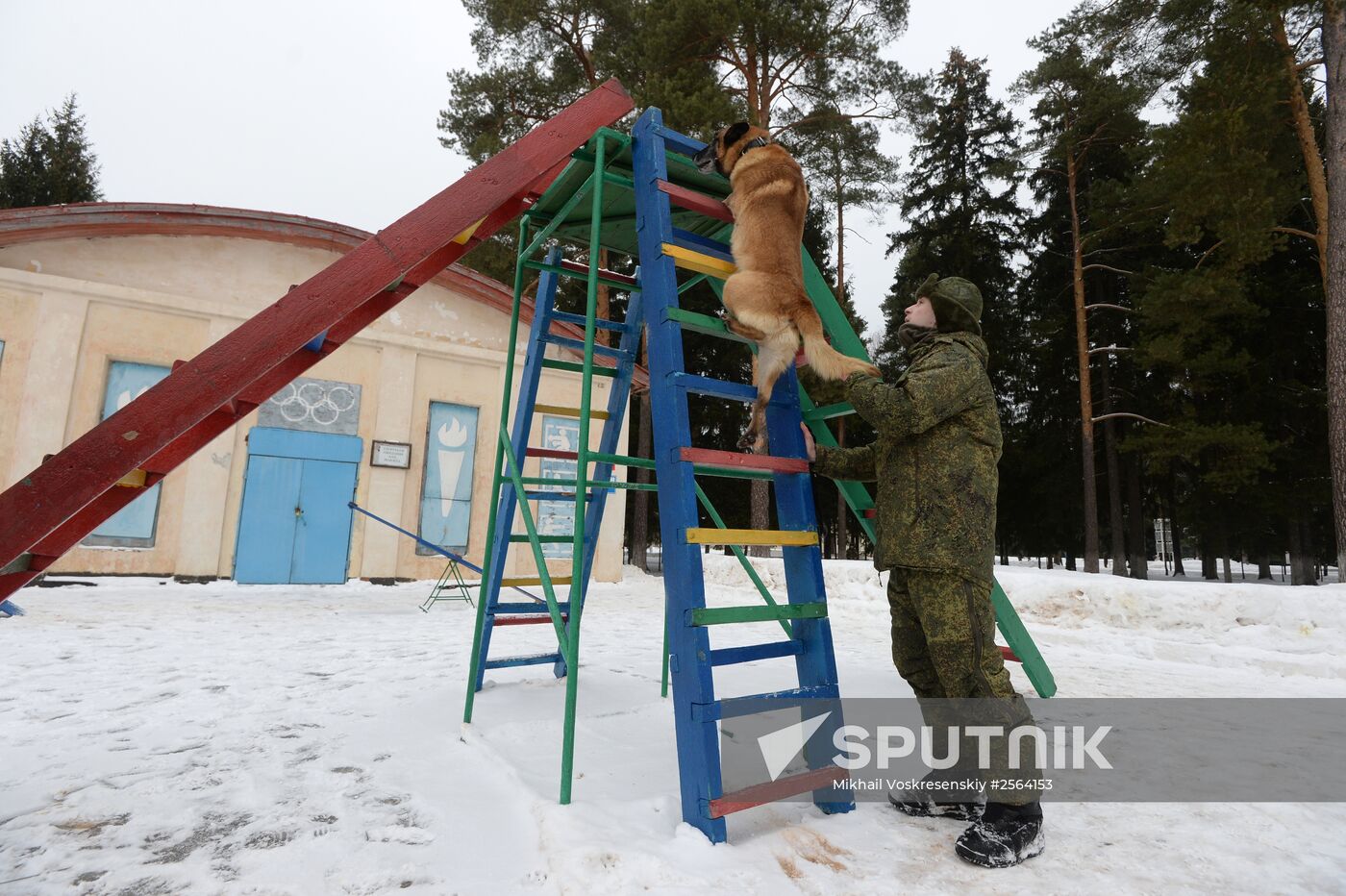 Military cynologists' training sessions
