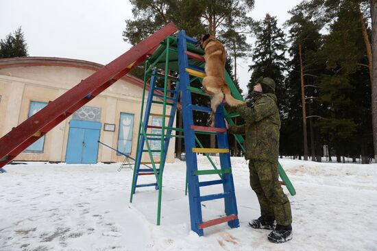 Military cynologists' training sessions