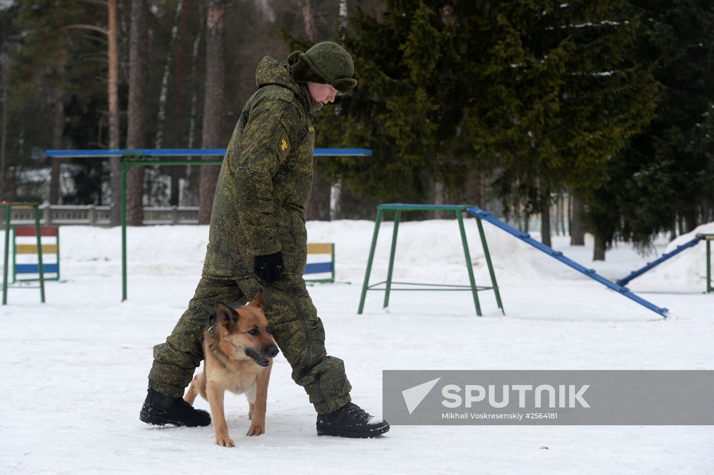 Military cynologists' training sessions