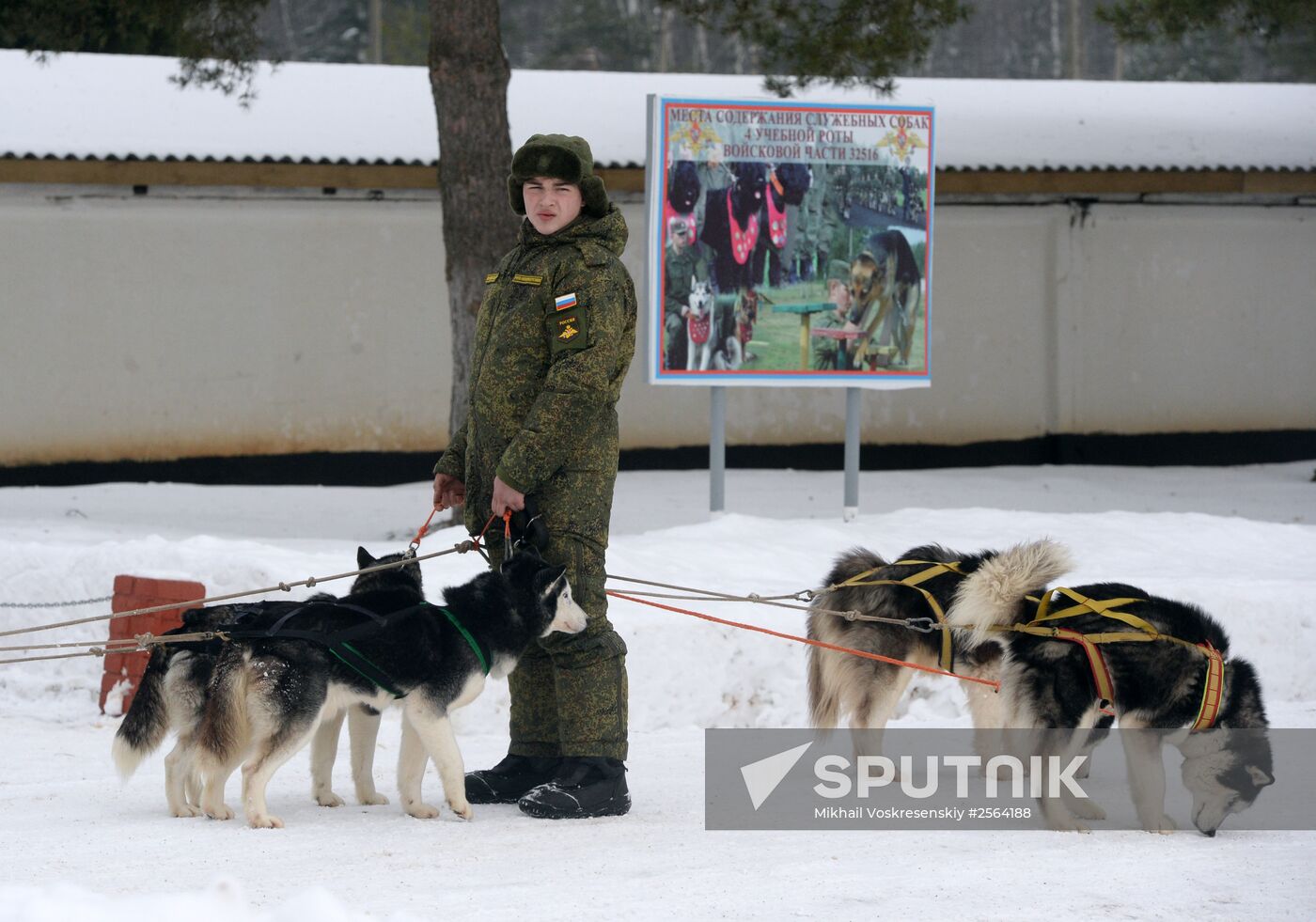 Military cynologists' training session