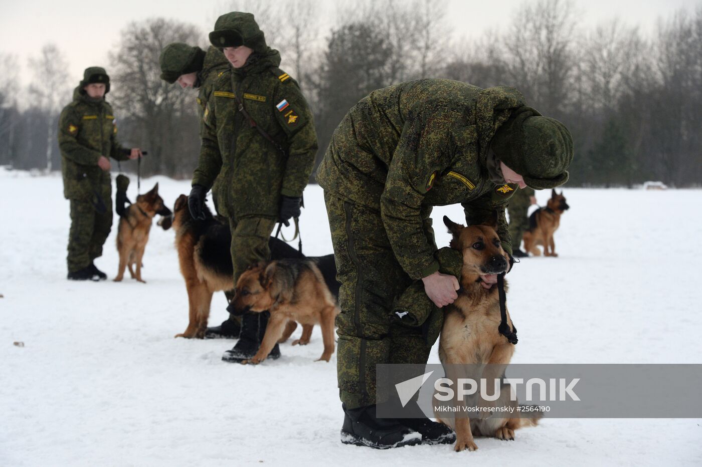 Military cynologists' training session