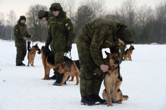 Military cynologists' training session