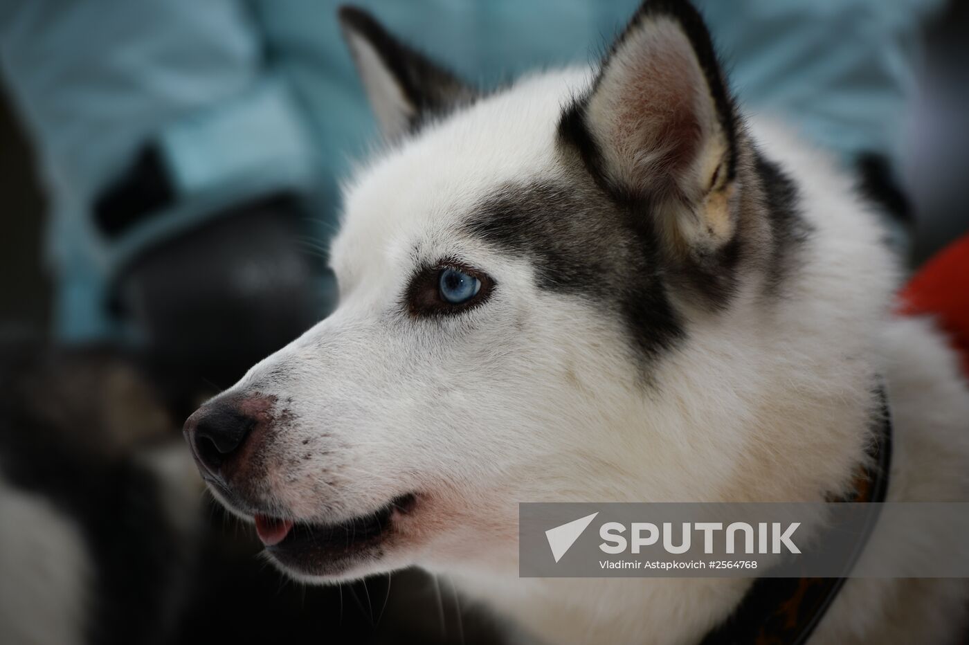 "All the Way with Husky, Hey" rehabilitation program for people with impaired health