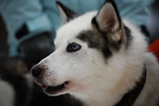 "All the Way with Husky, Hey" rehabilitation program for people with impaired health