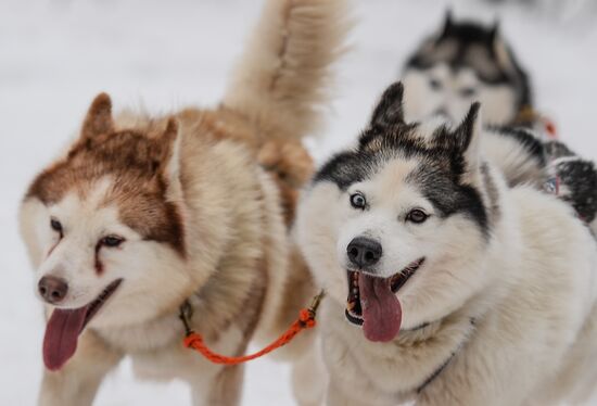 "All the Way with Husky, Hey" rehabilitation program for people with impaired health