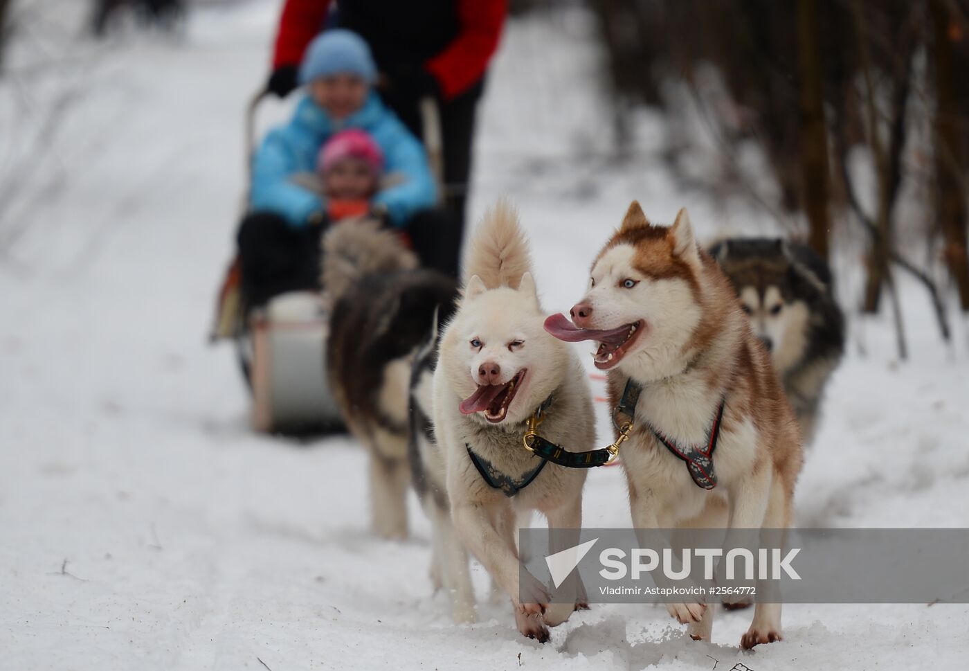 "All the Way with Husky, Hey" rehabilitation program for people with impaired health