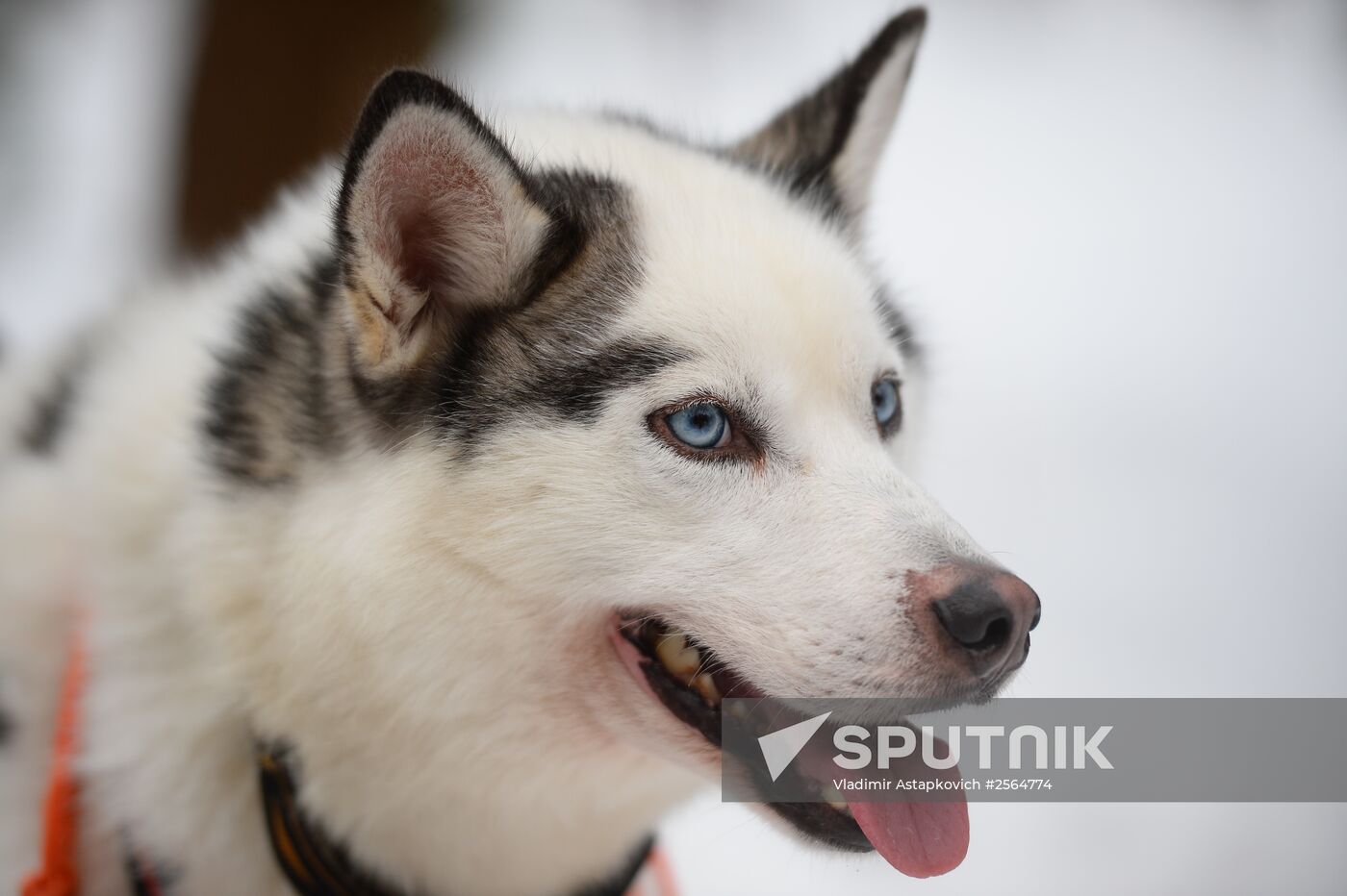 "All the Way with Husky, Hey" rehabilitation program for people with impaired health