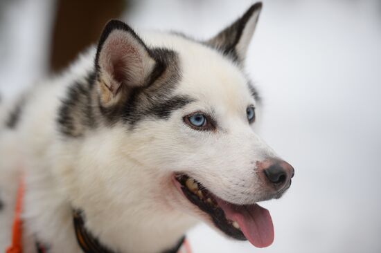 "All the Way with Husky, Hey" rehabilitation program for people with impaired health