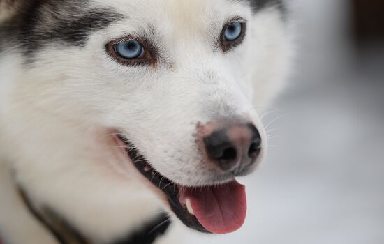 "All the Way with Husky, Hey" rehabilitation program for people with impaired health