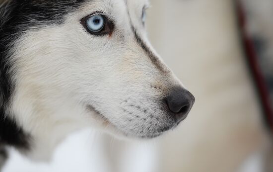 "All the Way with Husky, Hey" rehabilitation program for people with impaired health