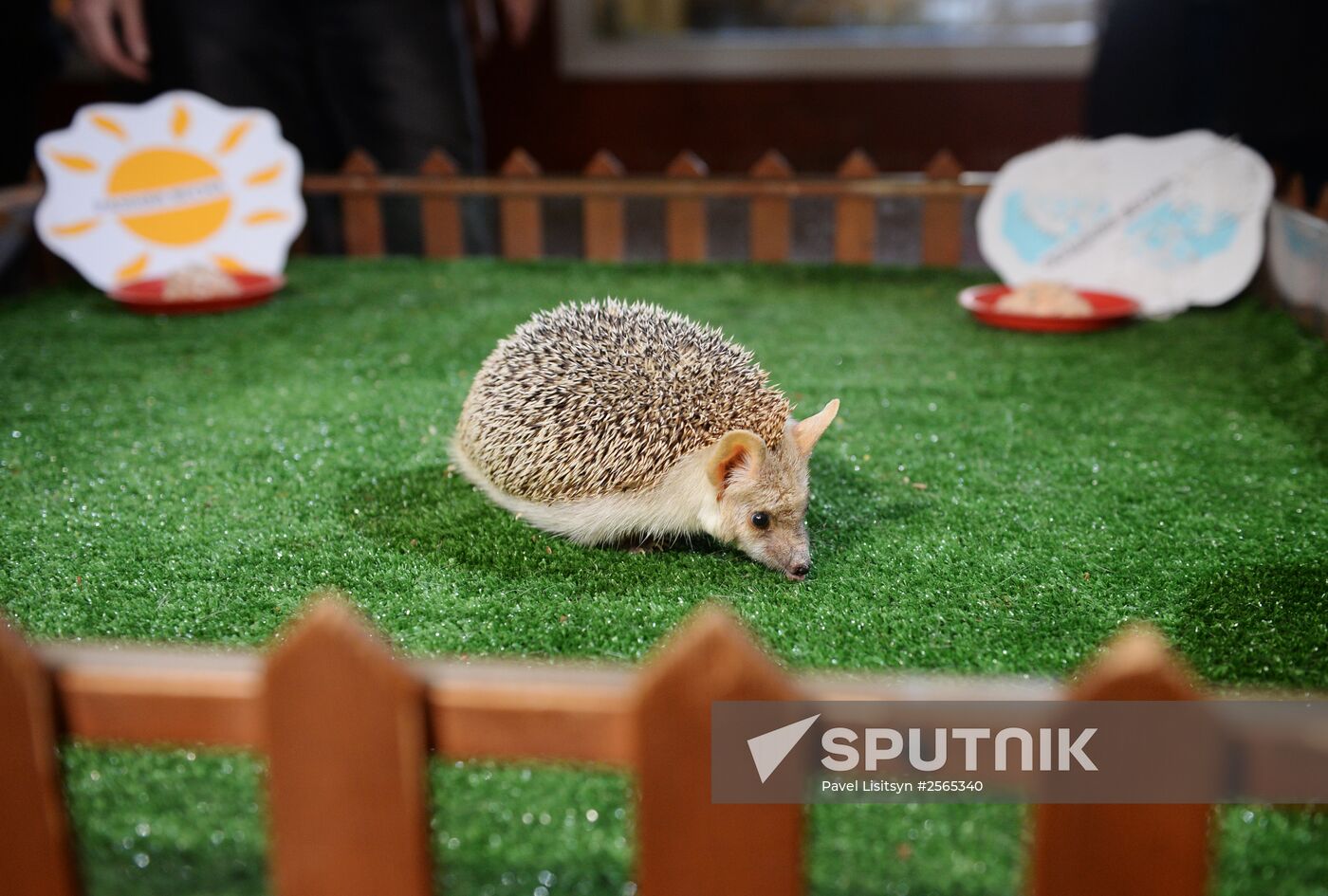 Hedgehog Pugovka predicts early spring