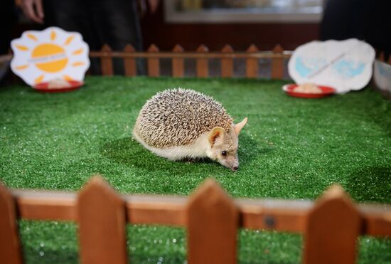 Hedgehog Pugovka predicts early spring