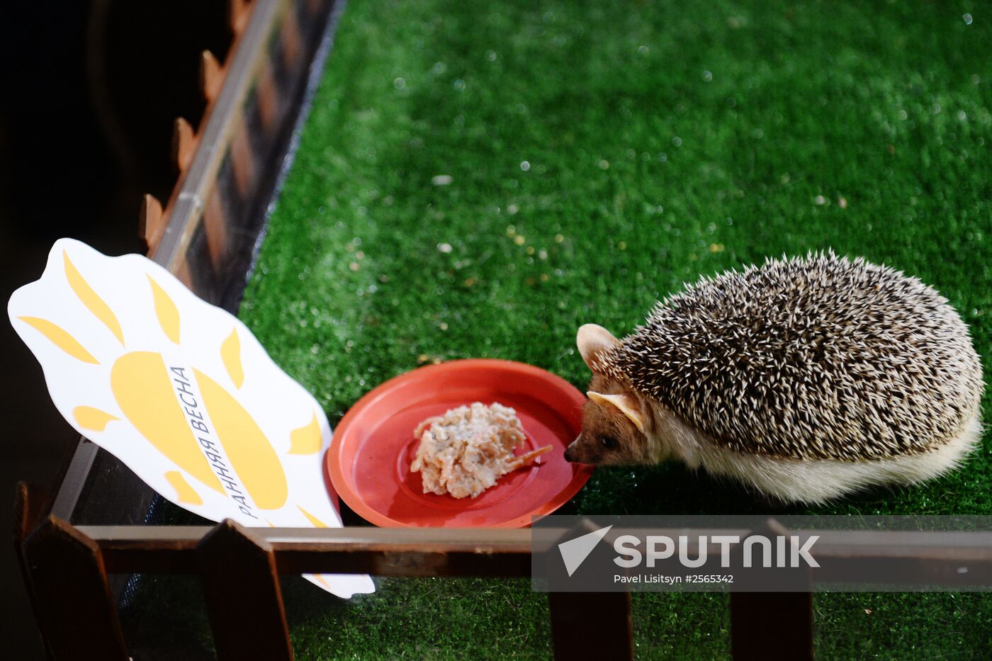 Hedgehog Pugovka predicts early spring