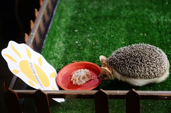Hedgehog Pugovka predicts early spring