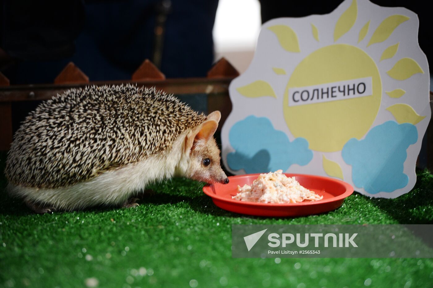Hedgehog Pugovka predicts early spring