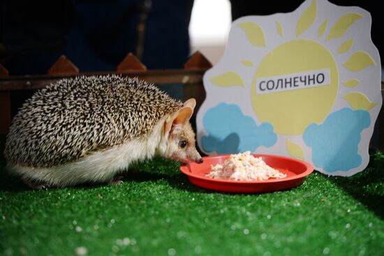 Hedgehog Pugovka predicts early spring