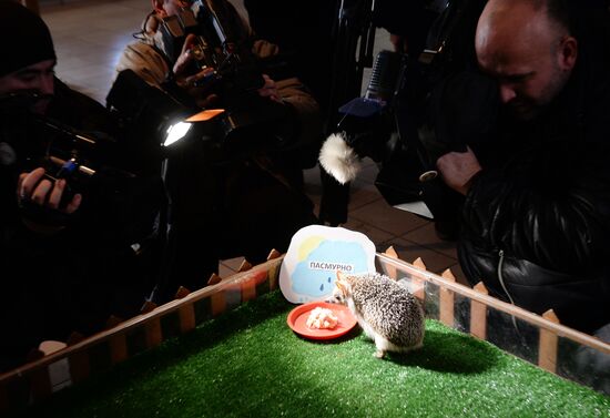 Hedgehog Pugovka predicts early spring