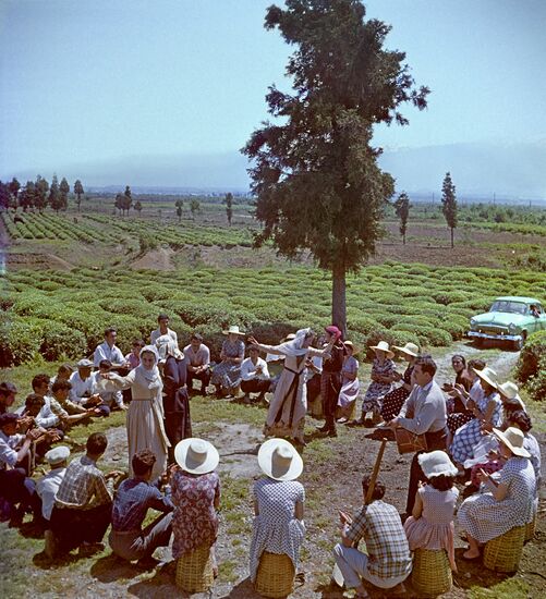 Harvesting tea