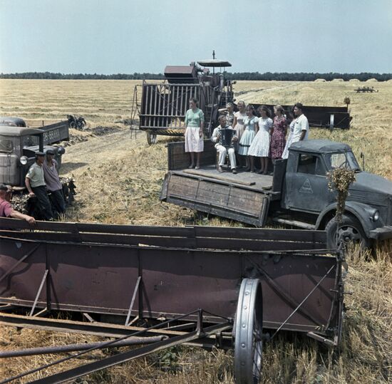 Wheat of Kuban