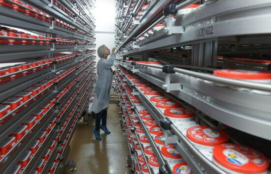Viola processed cheese production in Moscow Region